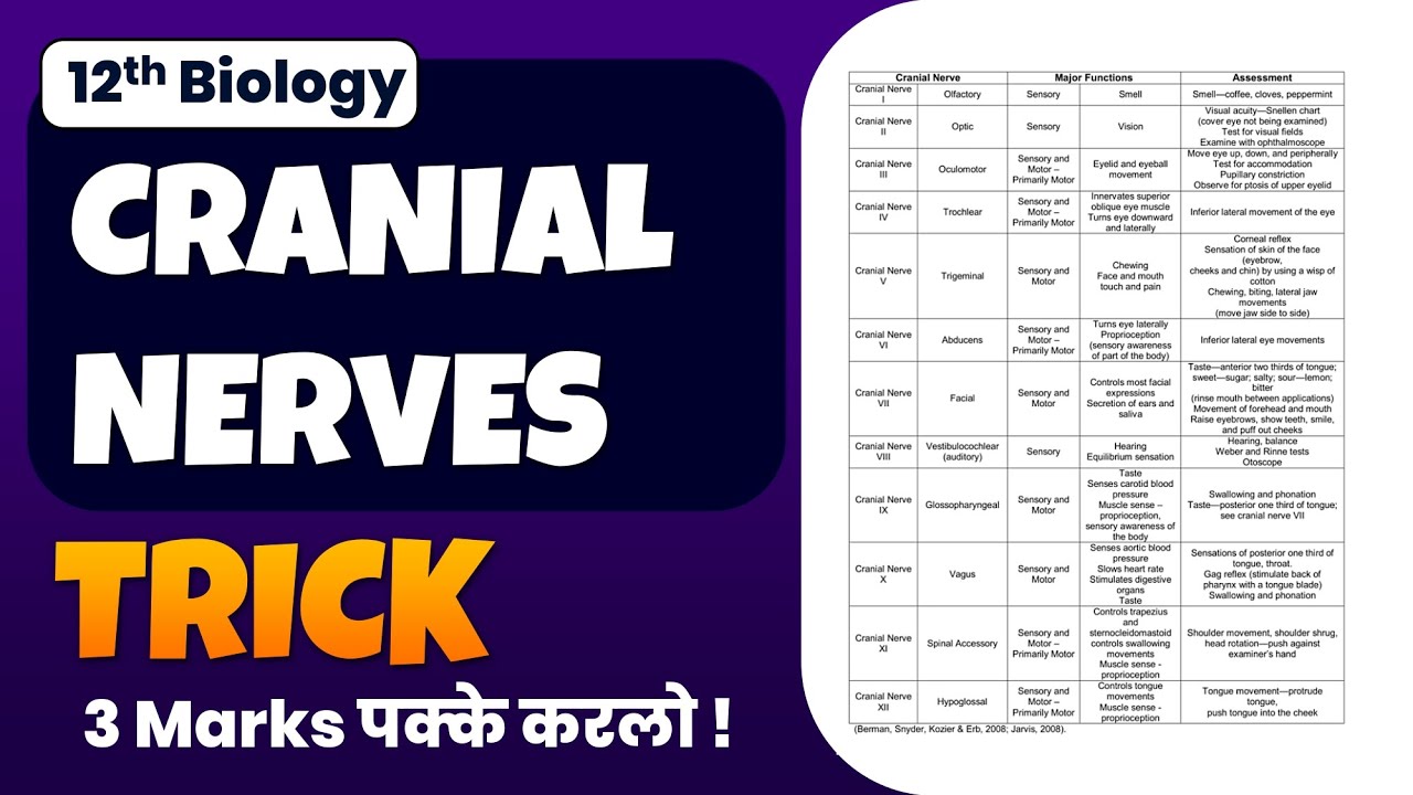 Remember Cranial Nerves Effortlessly: Proven Memory Tricks
