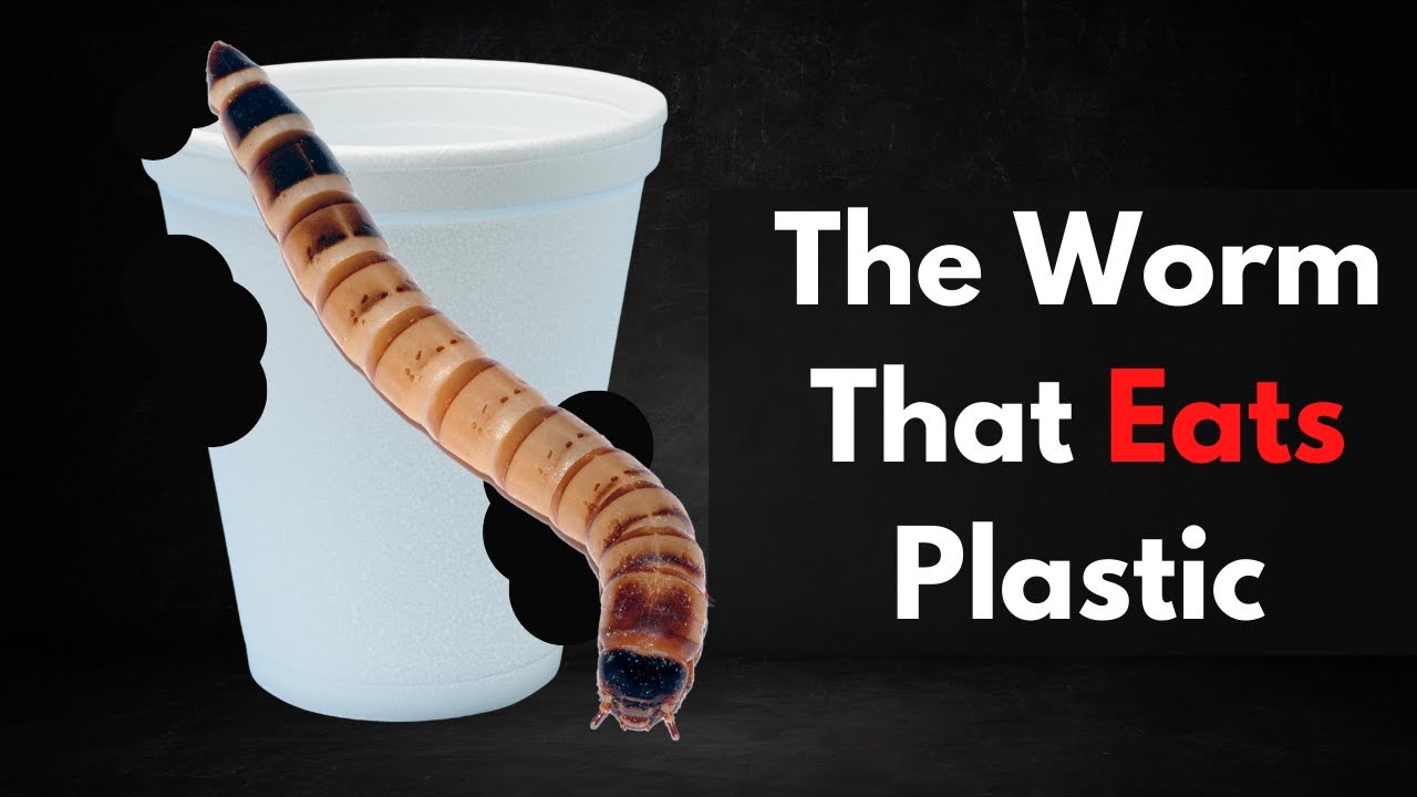 Superworms Digest Plastic: Nature's Recycling Breakthrough?