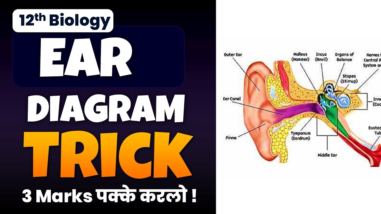 Master Ear Anatomy: 2 Proven Mnemonic Tricks & Visual Guide