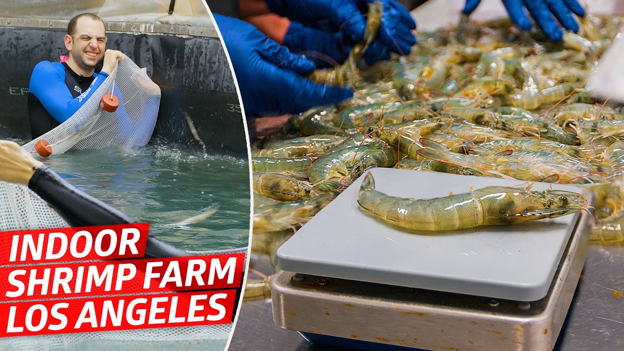 How LA's Indoor Shrimp Farm Raises Premium Prawns Sustainably