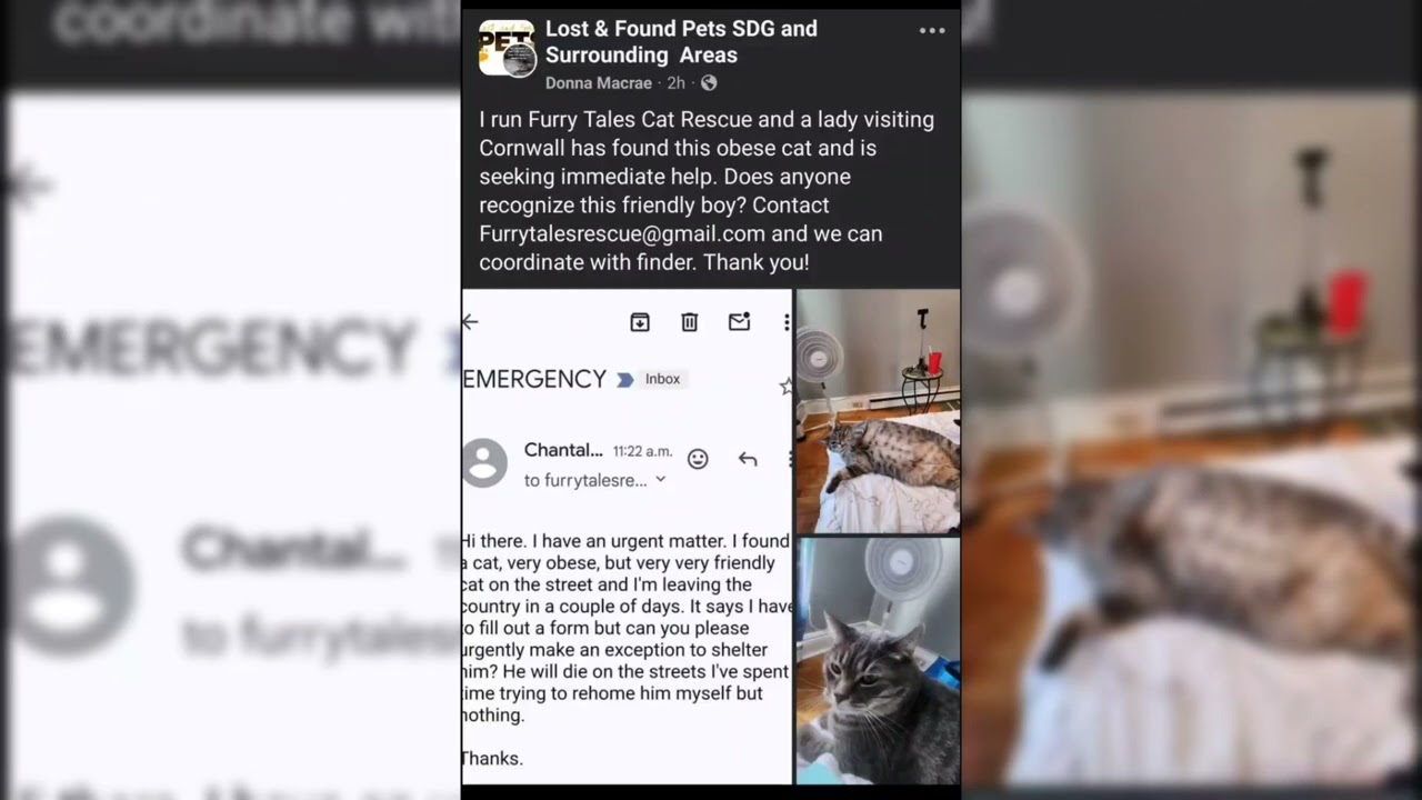 Shantel's Cat Rescue Lie Exposed: Consequences of Dishonesty