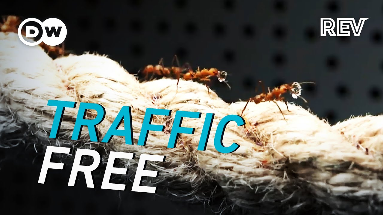 How Ants Solve Traffic Jams: Key Lessons for Human Drivers