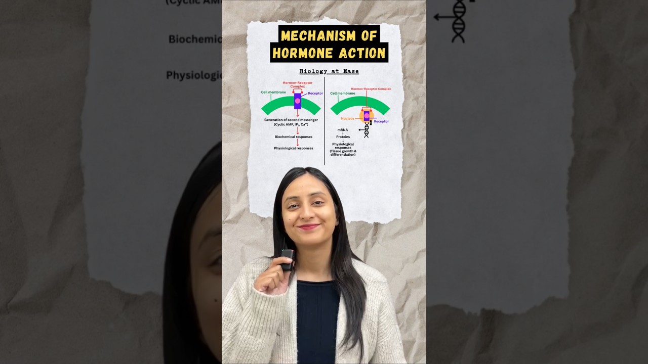 Hormone Receptors Explained: Types, Functions & Mechanisms