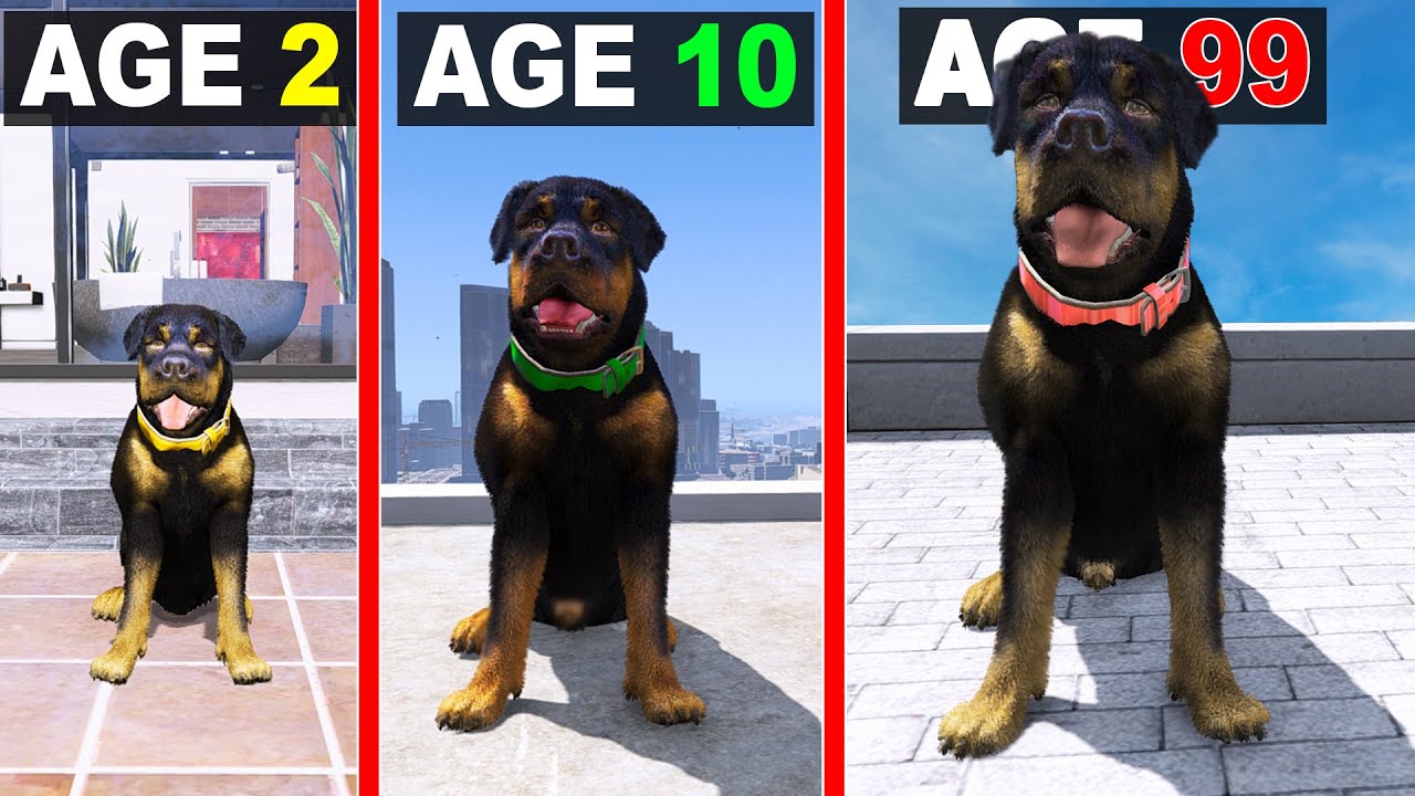 What Is Chowk Live? Underground Systems Explained