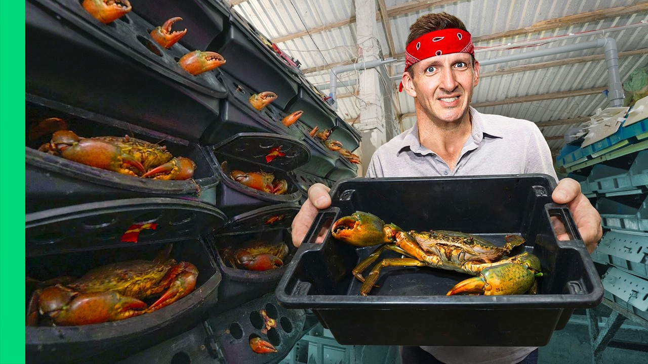 Vietnamese Mud Crabs: From Delta Farms to $100 Plates