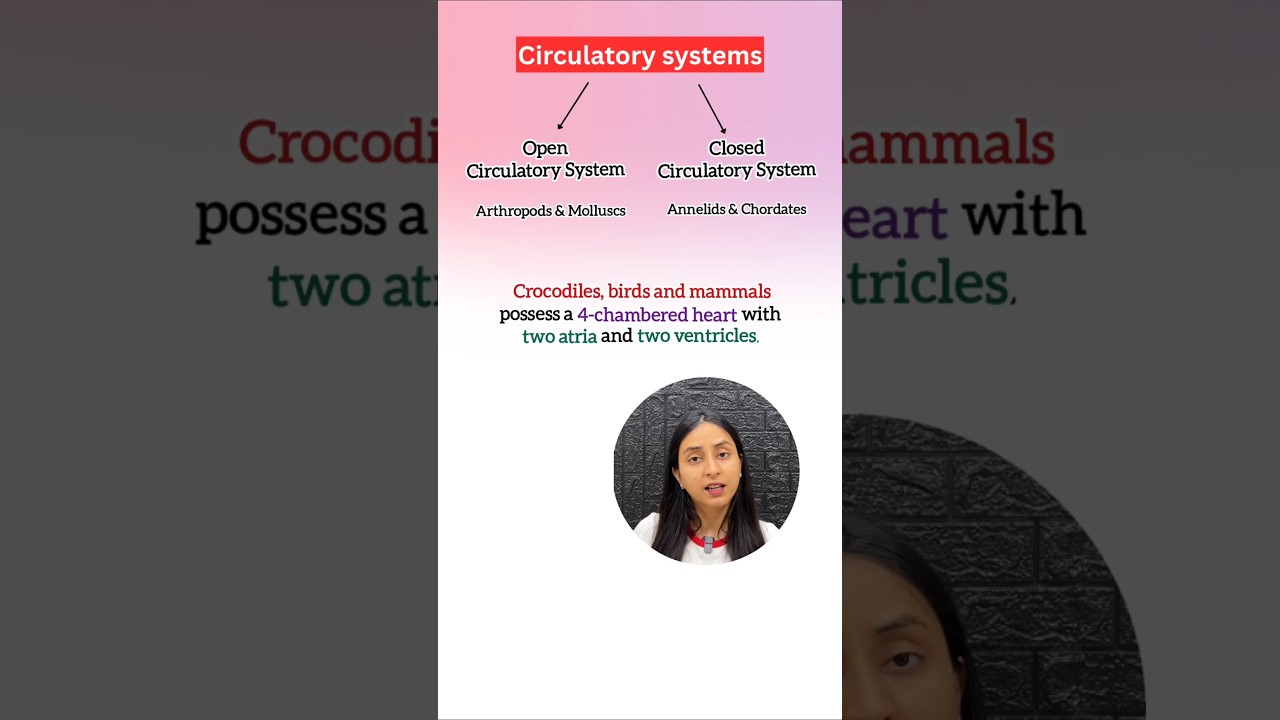 Animal Circulatory Systems: Heart Chambers & Blood Flow Explained