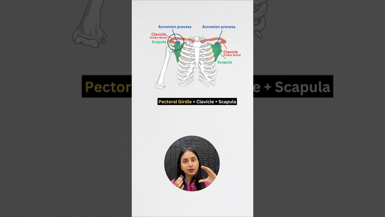 Pectoral Girdle Anatomy: Structure, Function & Key Connections