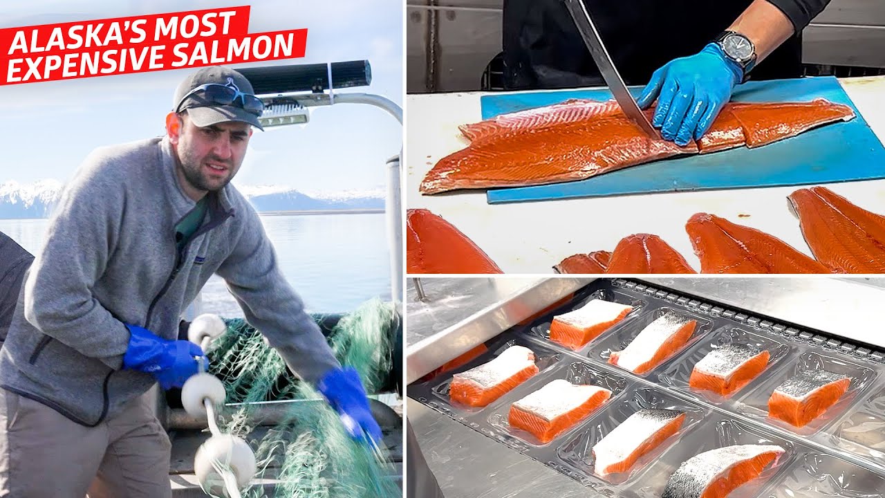 Why Copper River Salmon Commands Premium Prices: A Fisherman's Insight