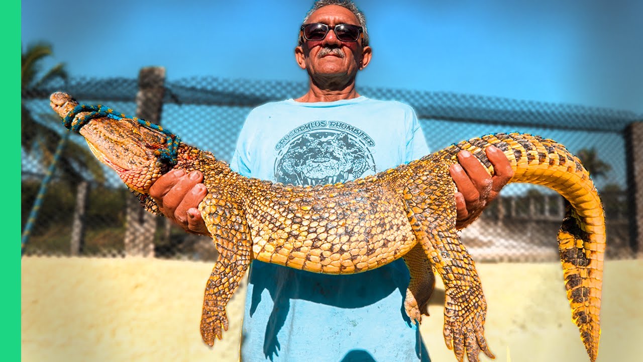 Cuban Crocodile Hunting & Cooking: Conservation to Cuisine