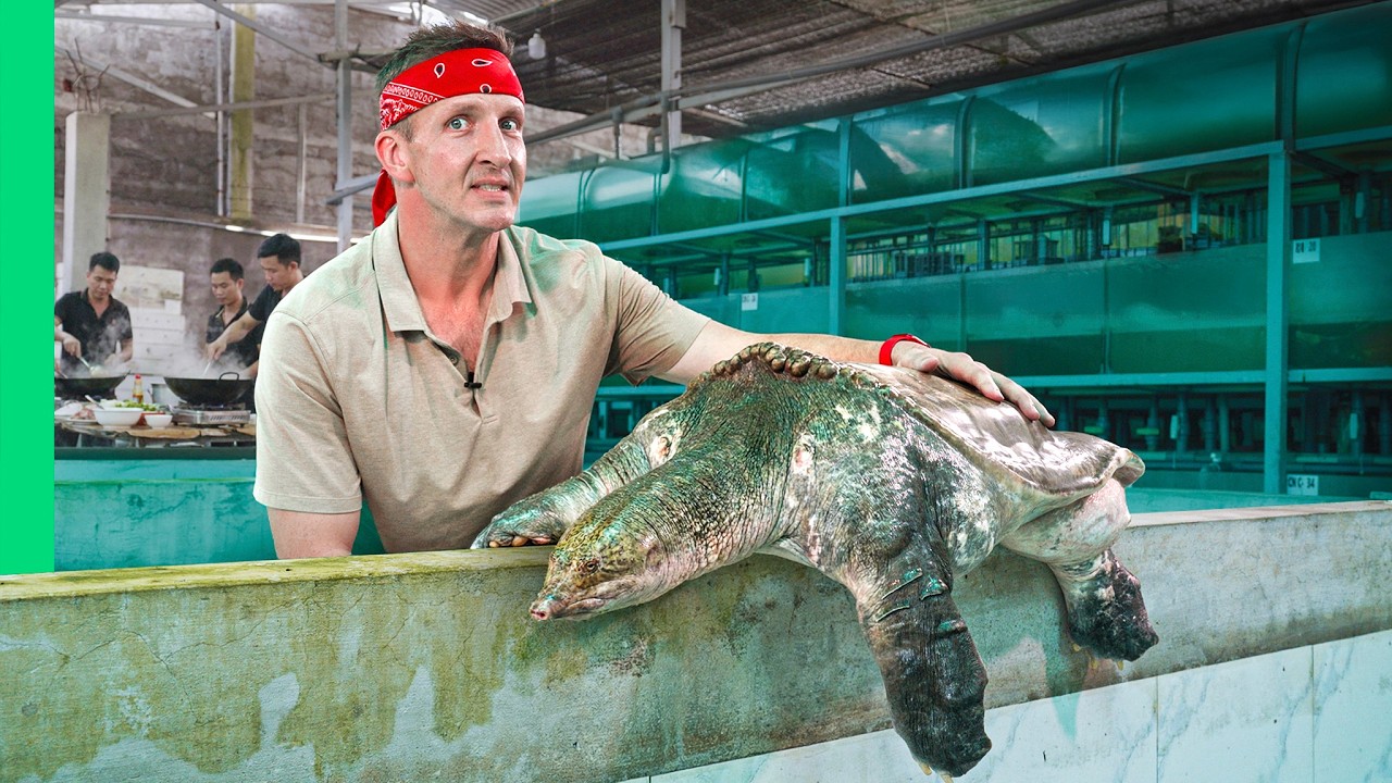 Soft-Shell Turtle Farming: Vietnam's Sustainable Luxury Protein