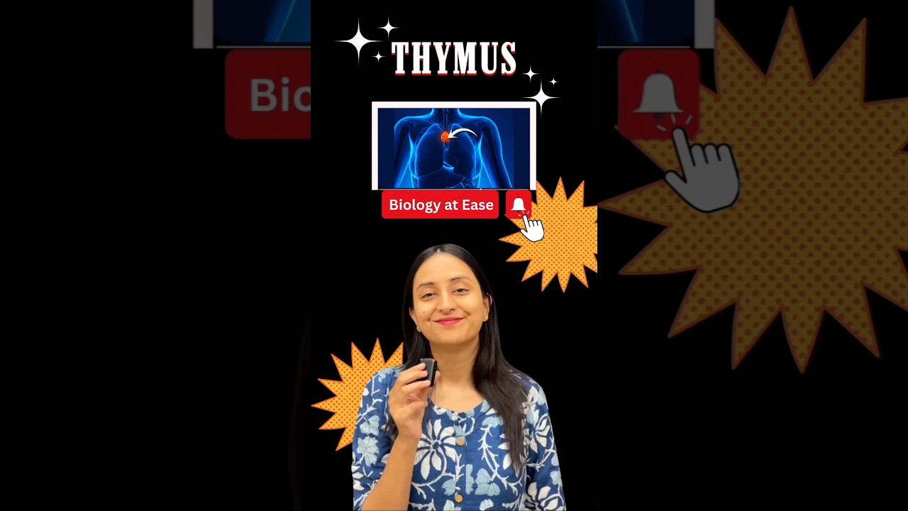 Thymus Gland Function: Immunity Development and Aging Effects