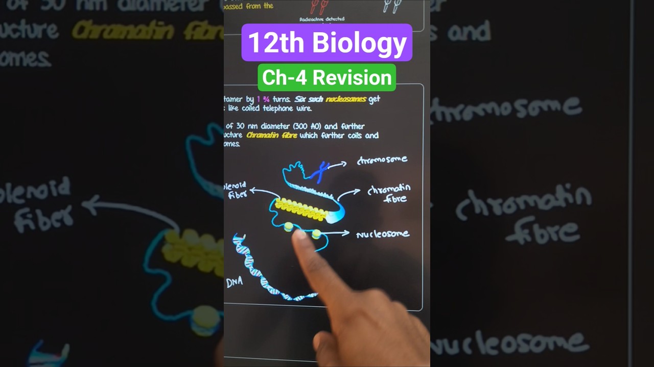 DNA & Inheritance: Molecular Basis Revision Guide