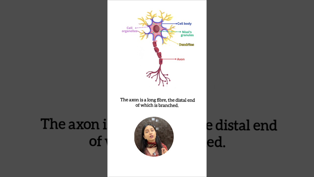 Neuron Structure Explained: Types, Functions & Key Components