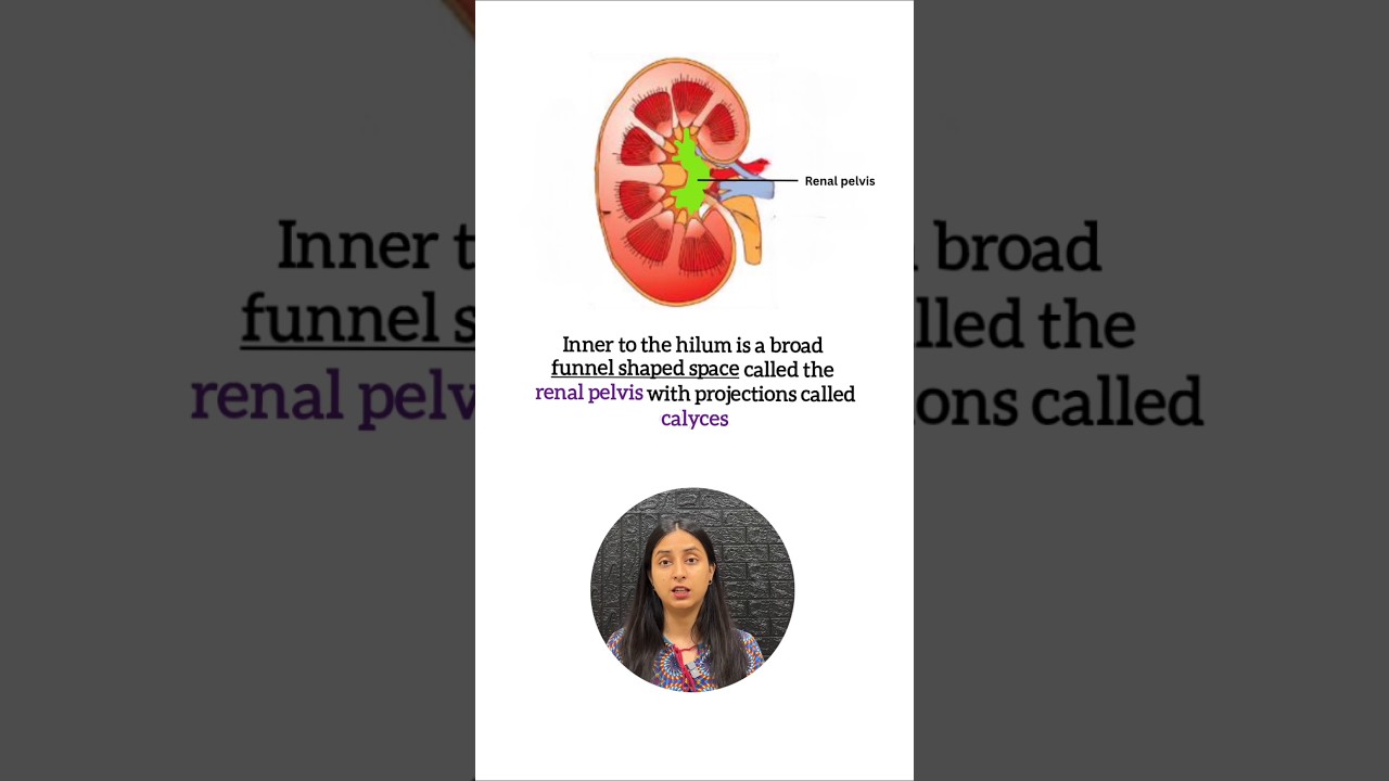 Kidney Anatomy Explained: Essential NEET Study Guide & Diagrams