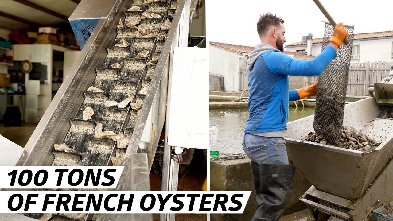 Île de Ré Oyster Farming: Secrets of France's Award-Winning Delicacy