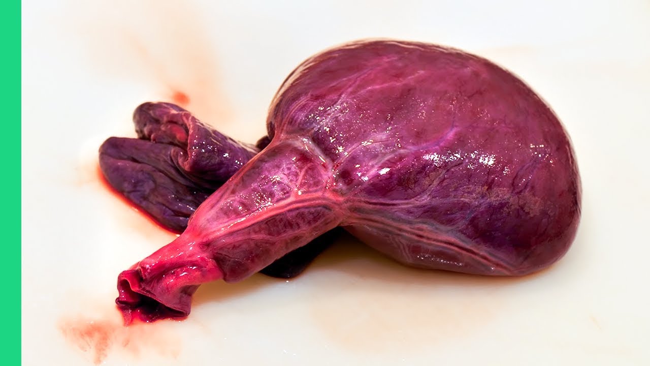 6 Unusual Seafood Delicacies in Tokyo: A Chef's Bizarre Tasting Guide