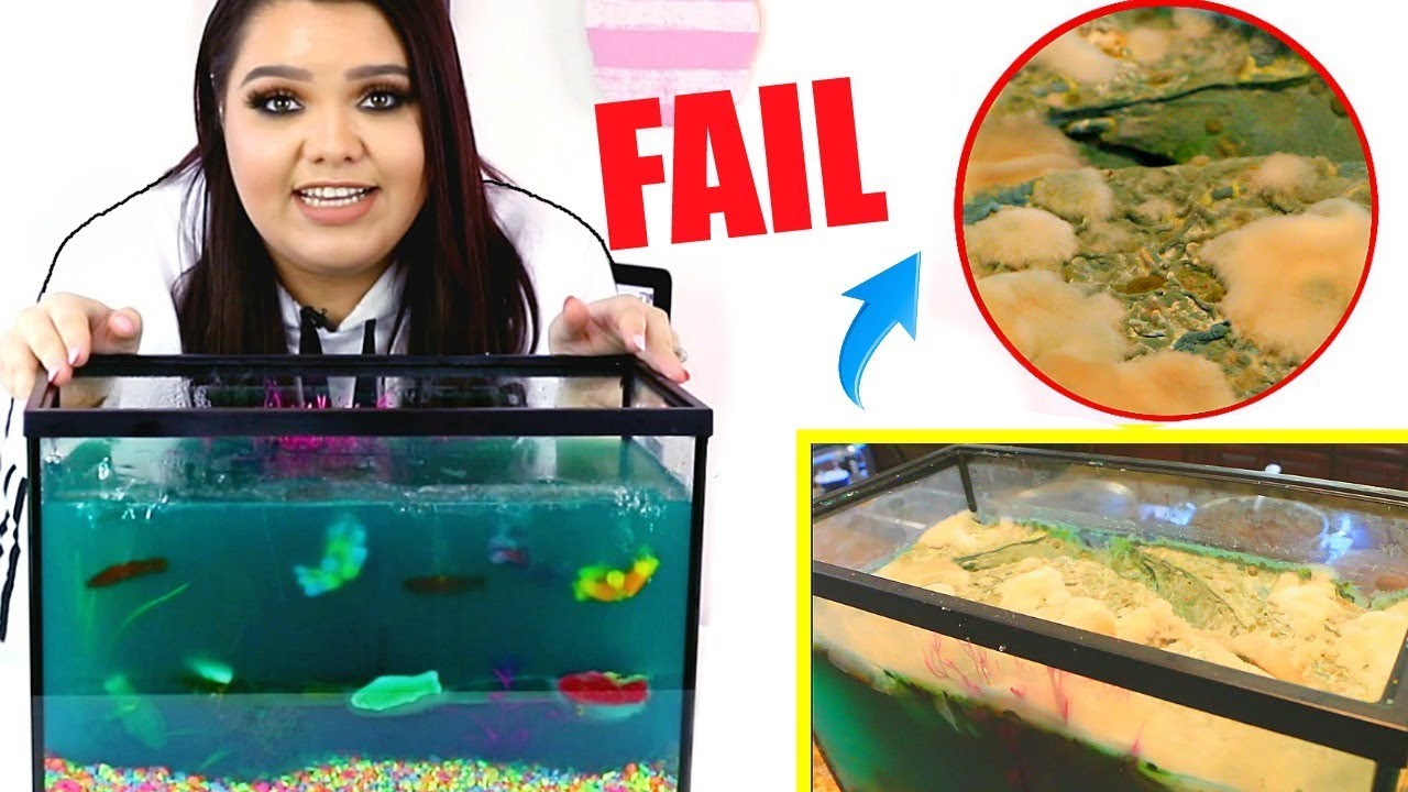 Why My Jello Aquarium Failed: 3 Critical Mistakes to Avoid