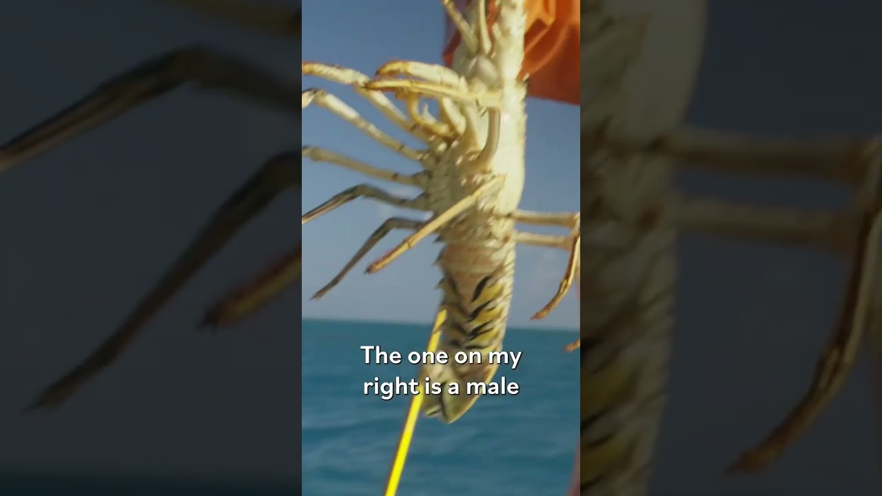 Bermuda Spiny Lobster Guide: Identification & Conservation