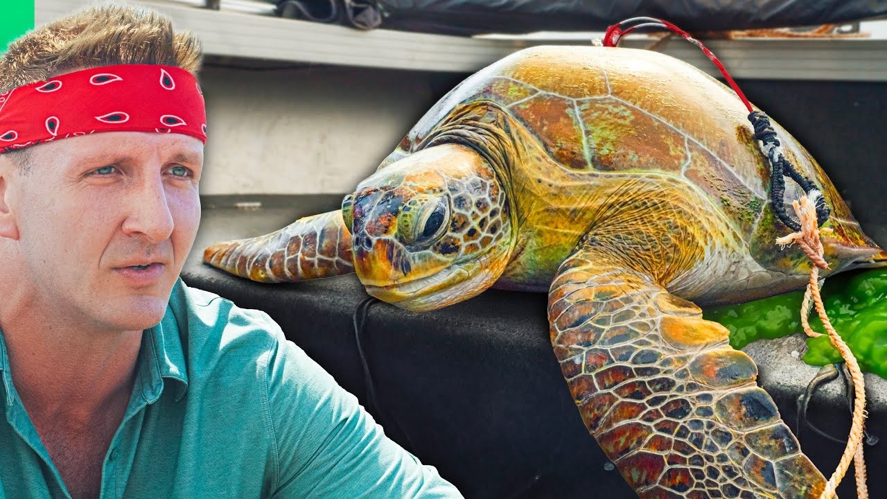 Indigenous Hunting Rights: Dugong & Turtle Traditions