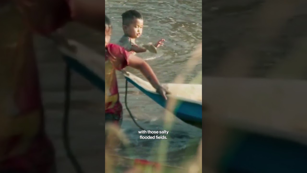 Rice-Prawn Farming: Climate-Resilient Solution for Salty Fields