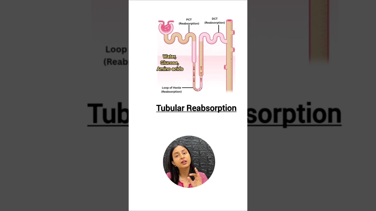 How Urine Forms: 3-Step Kidney Process Explained