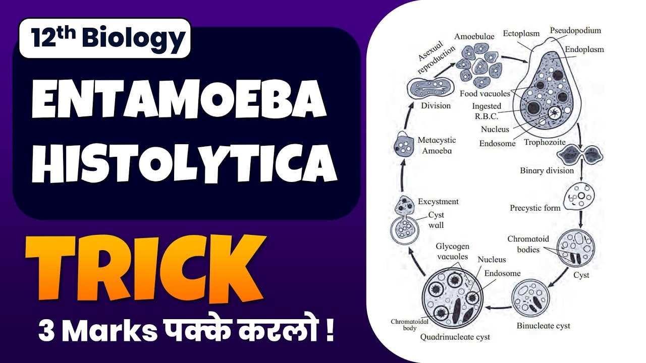 Master Histolytic Life Cycle: Table Coffee Mnemonic Technique