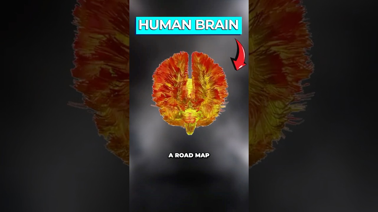 Mitochondria Brain Map Reveals Energy Hotspots