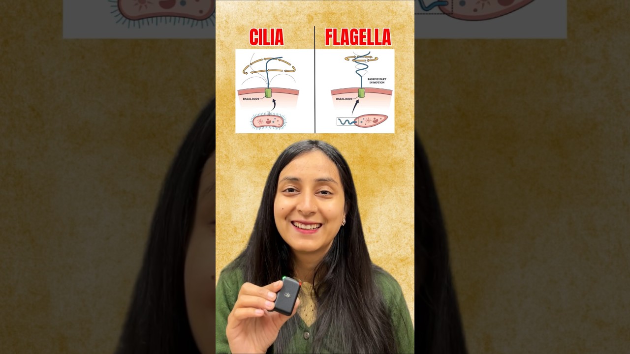 Cilia and Flagella Structure Explained: NEET Biology Guide