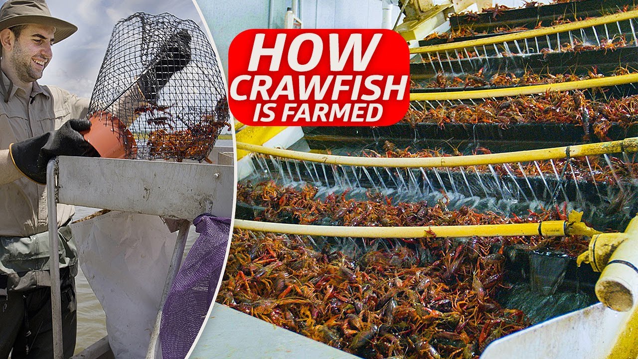 How Louisiana's Largest Crawfish Farm Harvests 3 Million Pounds Annually