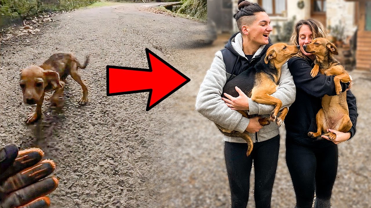 Rescued Dogs Reunion: Behavioral Insights & Emotional Moments