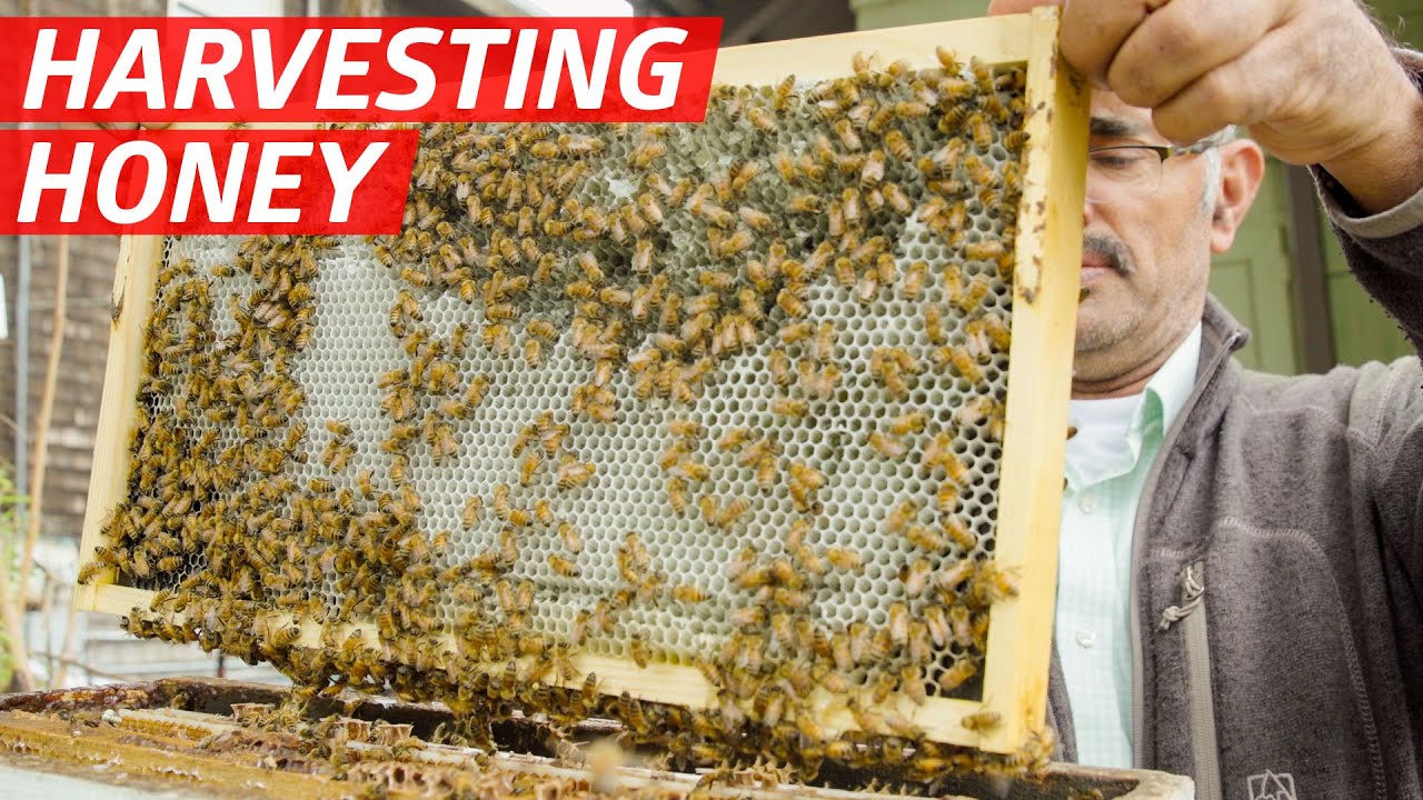 Raw Honey Benefits & Beekeeping Insights from a Pro