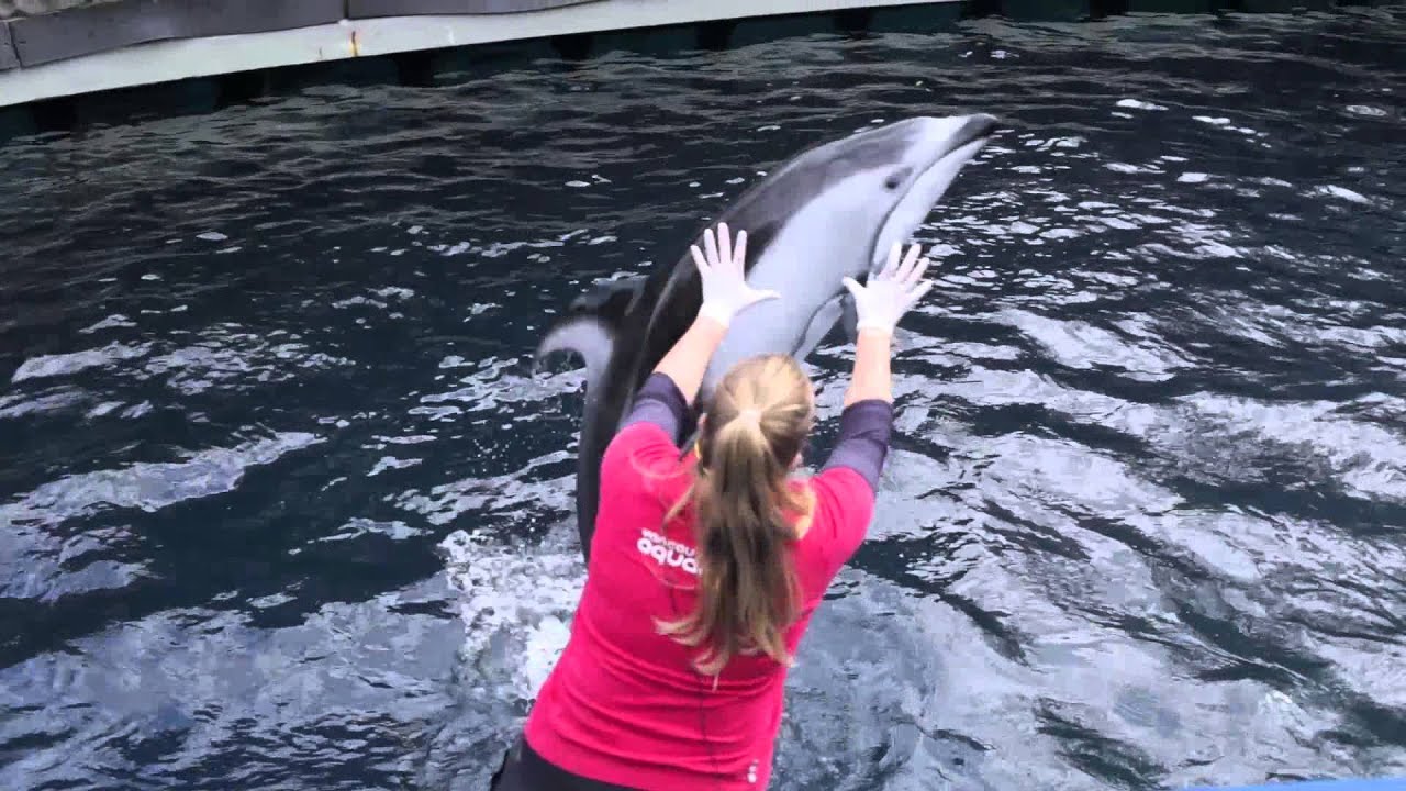 Dolphin Communication Secrets: How They Understand Complex Commands