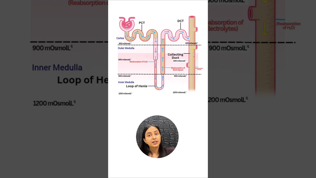How Kidneys Produce 4x Concentrated Urine: NCERT Explanation