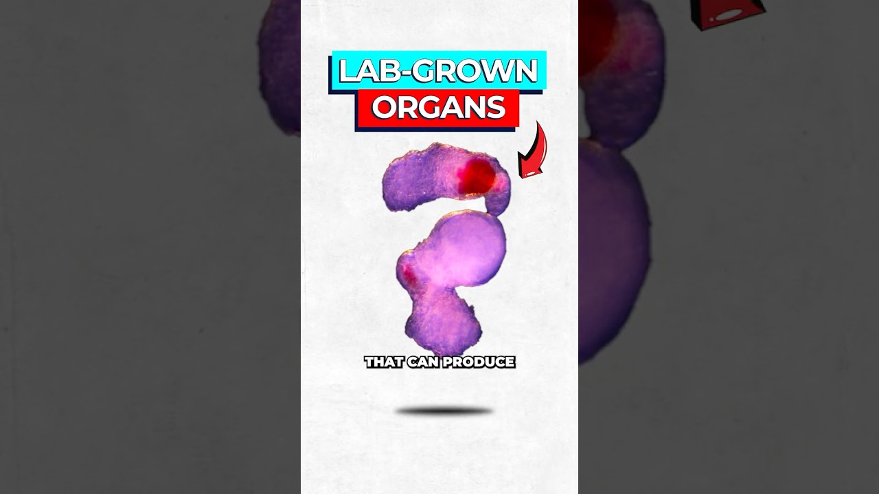 Engineered Mini Organs Produce Continuous Blood Supply