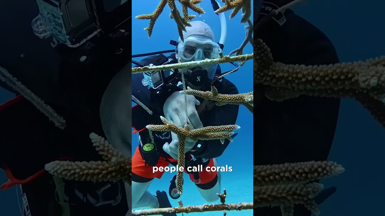 Coral Propagation: How Nurseries Accelerate Staghorn Growth