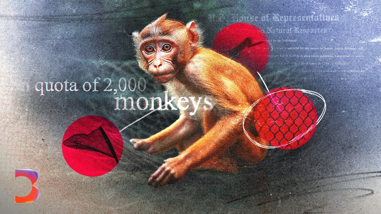 Inside the $50K Monkey Trade: How Wild Macaques Fuel Biomedical Research