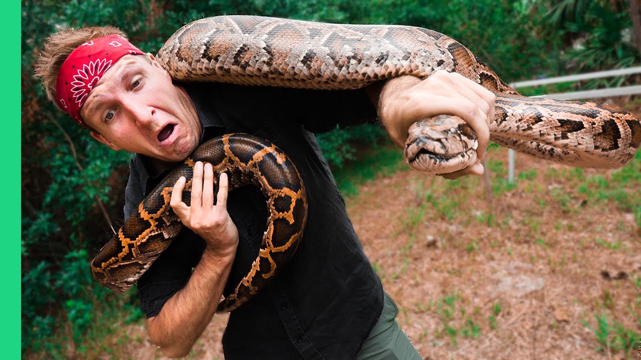 Florida Python Crisis: Hunting, Cooking & Ecosystem Rescue