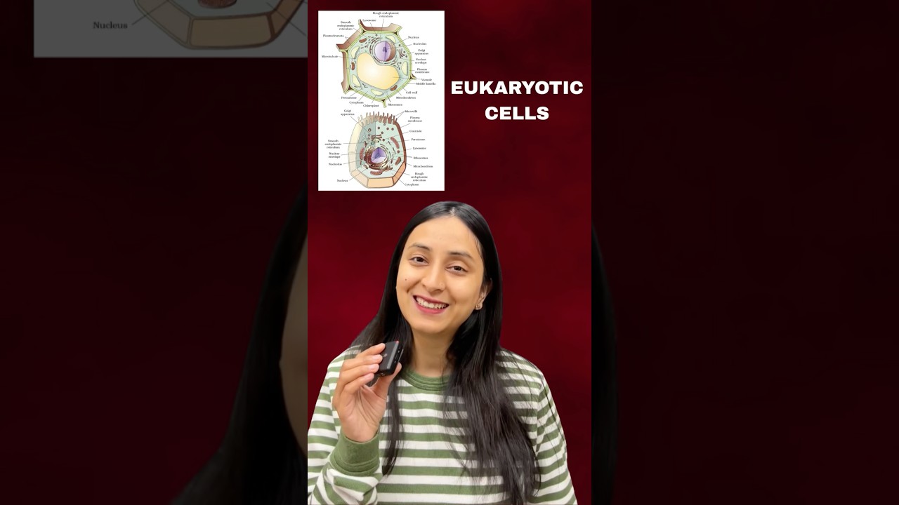 Eukaryotic Cells Explained: NCERT Biology Essentials