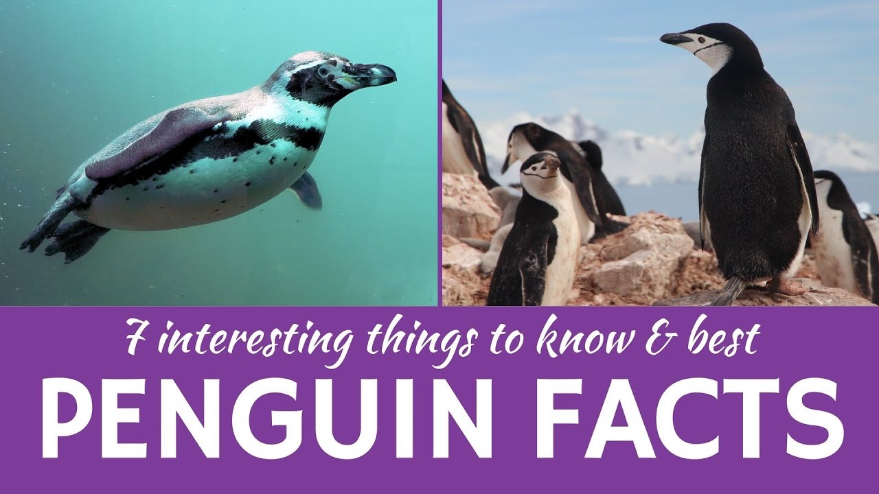 Penguin Facts: Masters of Camouflage, Speed & Survival