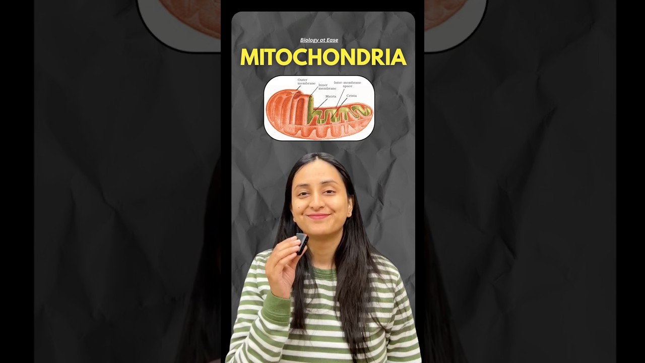 Mitochondria Structure & Function: Powerhouse of Cell Explained