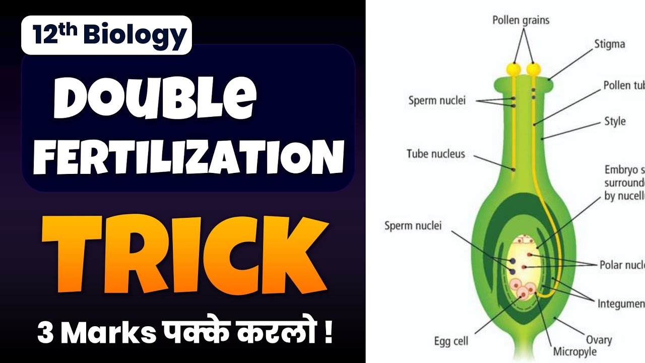 Double Fertilization Diagram: Easy Step-by-Step Drawing Guide