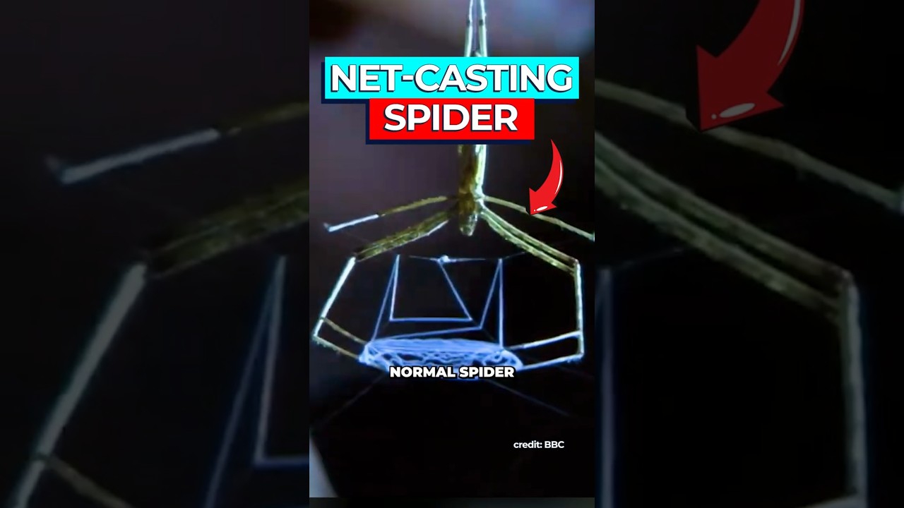 Super-Elastic Net-Casting Spider Silk: Nature's Ultimate Material