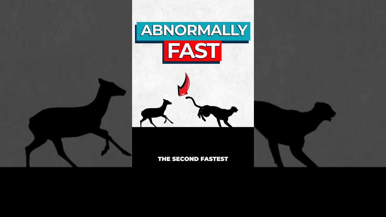 Why Pronghorns Outrun Ghost Predators: An Evolutionary Mystery