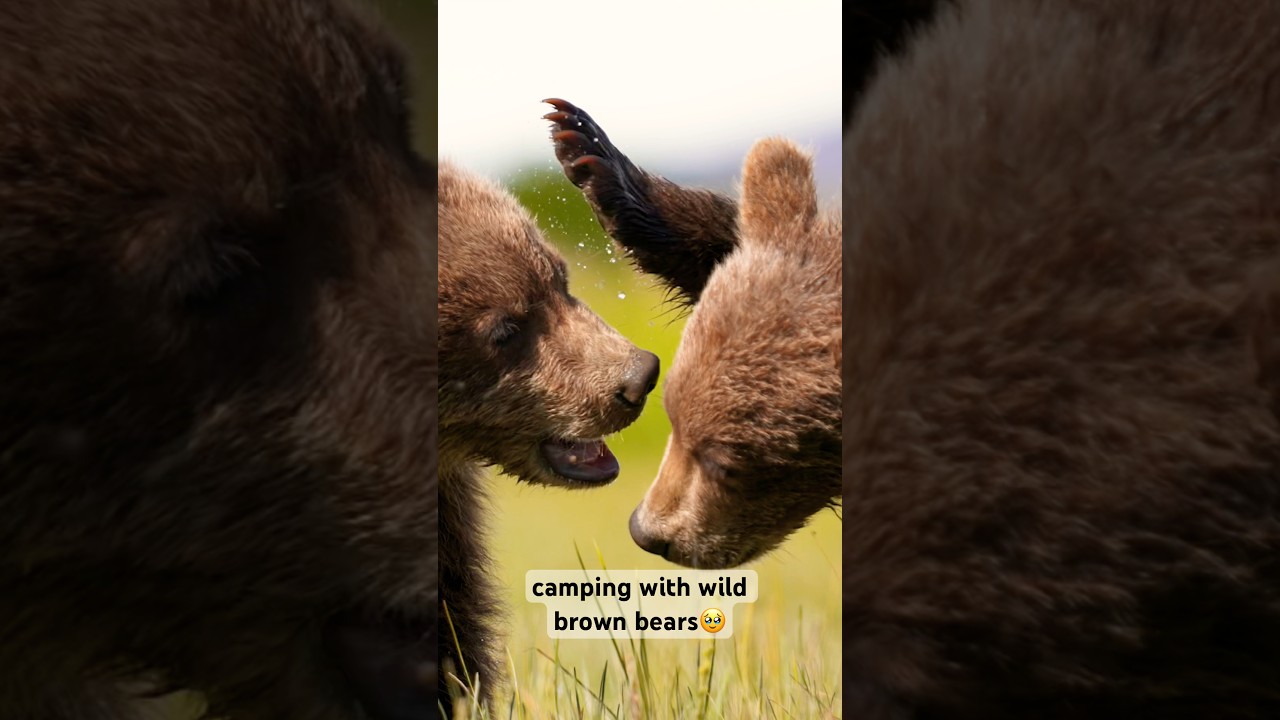 Unforgettable Wildlife Encounters: When Nature Touches Your Heart