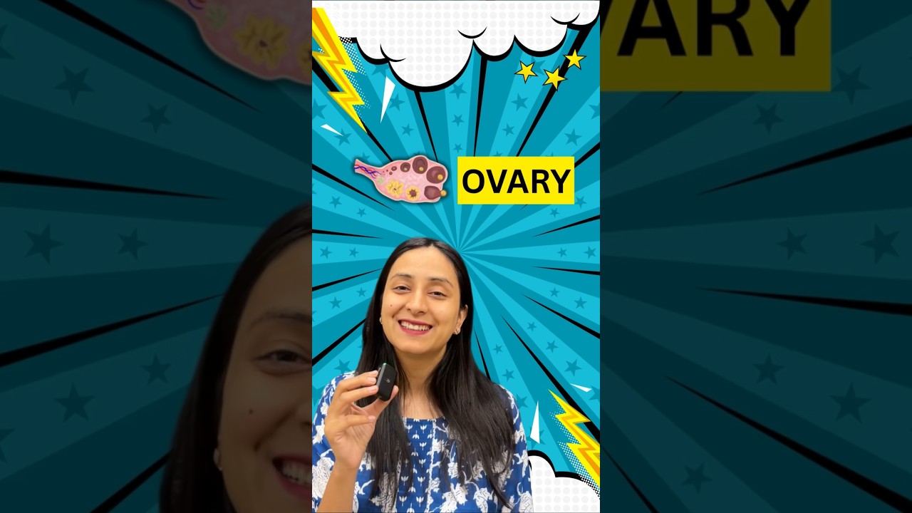 Female Ovaries: Functions, Hormones & Reproductive Roles