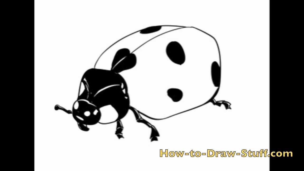 How to Draw a Ladybug: Step-by-Step Tutorial for Beginners