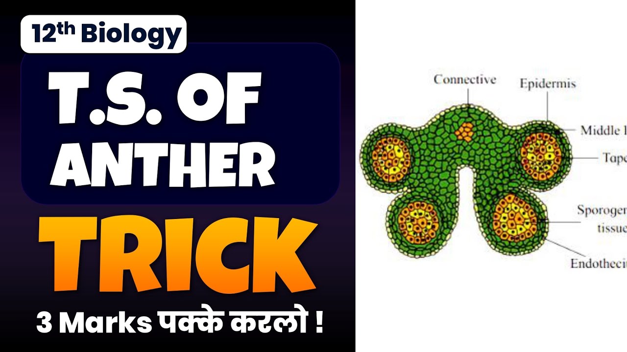 How to Draw Anther Transverse Section | Step-by-Step Guide
