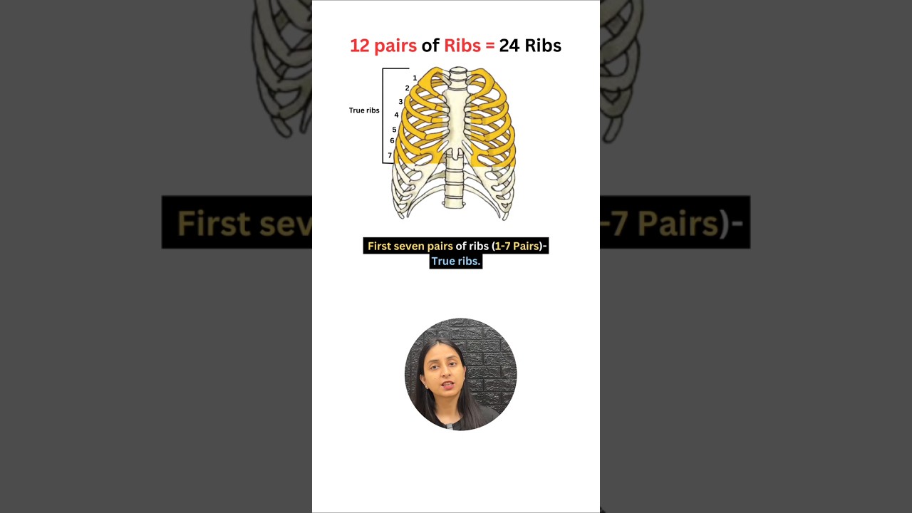 Human Rib Cage Anatomy: True, False & Floating Ribs Explained