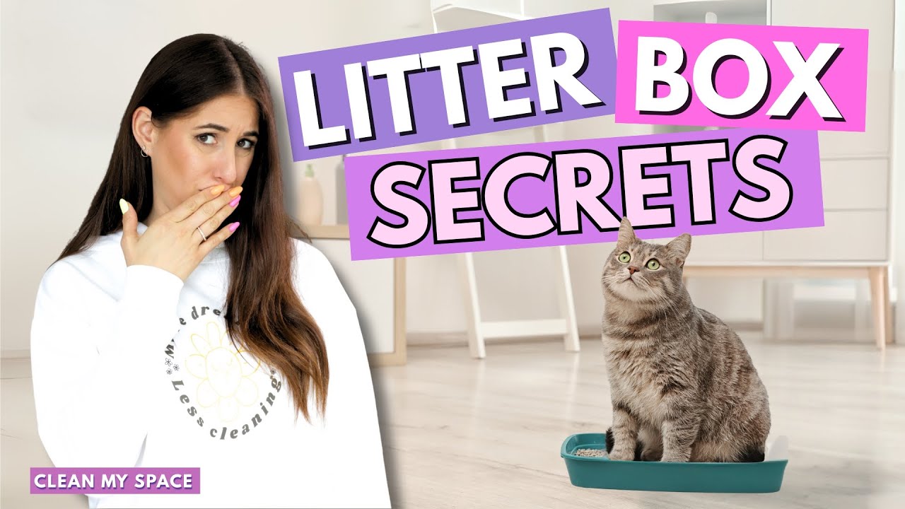 Ultimate Cat Litter Management Guide: Odor Control & Efficiency