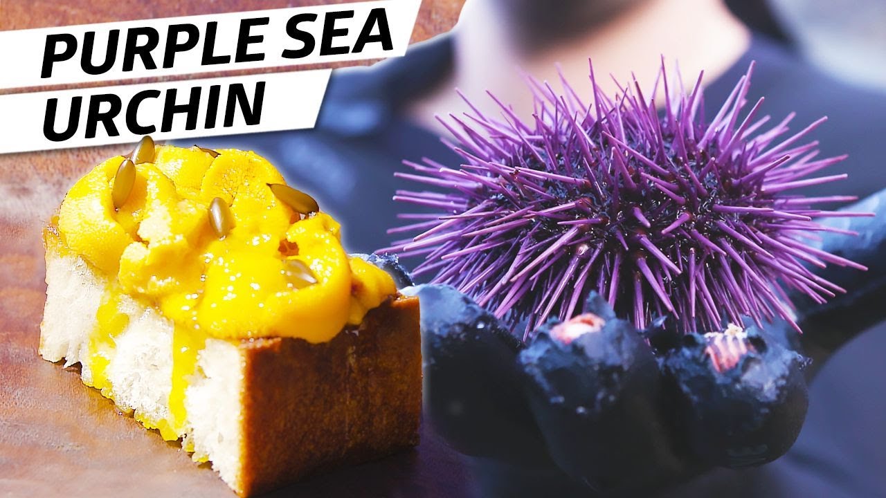 Purple Sea Urchin Harvesting Guide: Ecology to Gourmet Prep